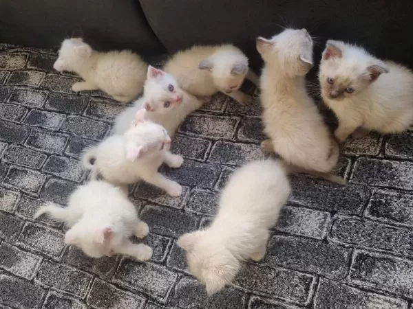 Tatlı Siyam Scottish Fold İran Yav. Ailelerini Arıyor