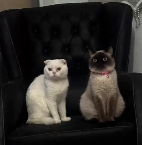 Tatlı Siyam Scottish Fold İran Yav. Ailelerini Arıyor