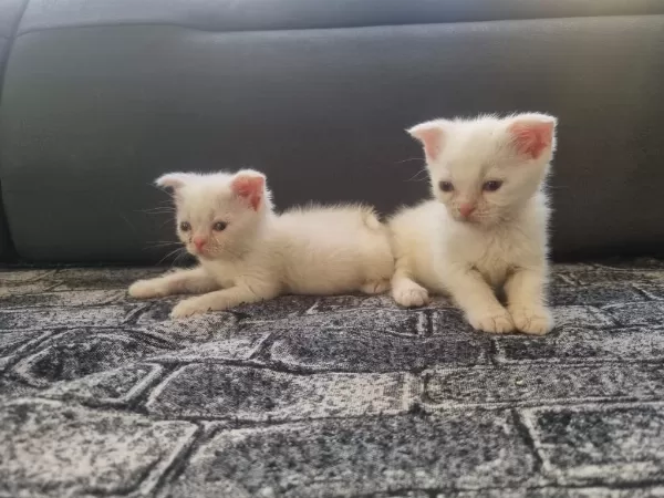 Tatlı Siyam Scottish Fold İran Yav. Ailelerini Arıyor