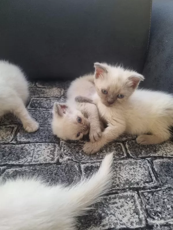 Tatlı Siyam Scottish Fold İran Yav. Ailelerini Arıyor