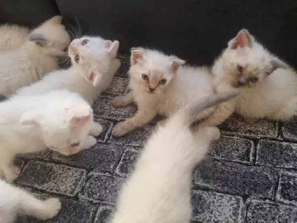 Tatlı Siyam Scottish Fold İran Yav. Ailelerini Arıyor