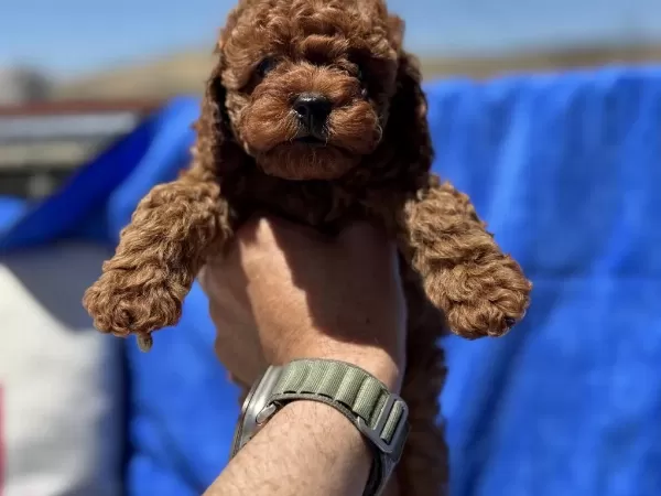 Yasal Ruhsatlı Çiftlikde Ziyarete Açık Toy Poodle