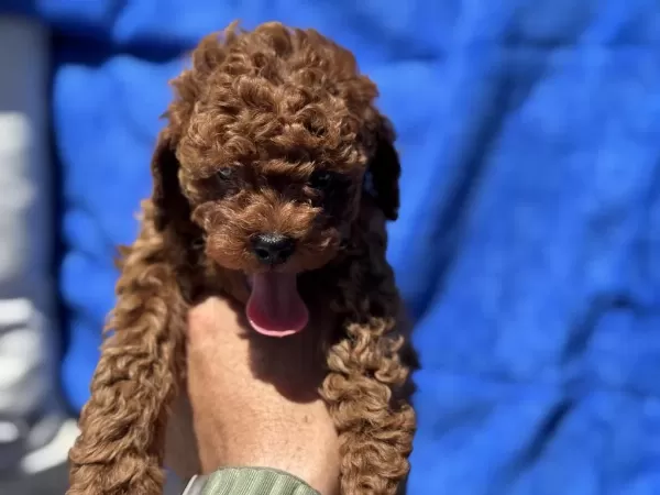 Yasal Ruhsatlı Çiftlikde Ziyarete Açık Toy Poodle