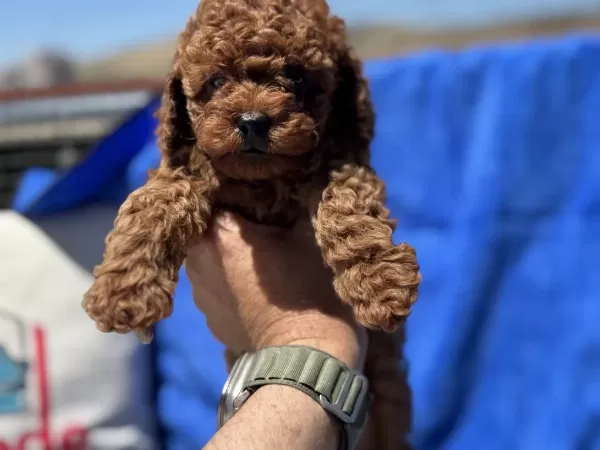 Yasal Ruhsatlı Çiftlikde Ziyarete Açık Toy Poodle