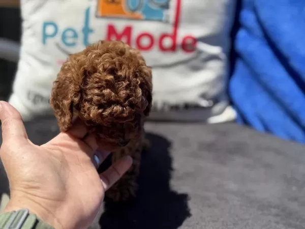 Yasal Ruhsatlı Çiftlikde Ziyarete Açık Toy Poodle