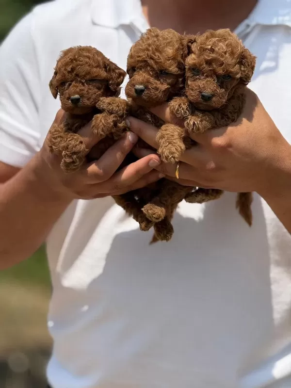 Sağlıklı Toy Poodle Bebekler