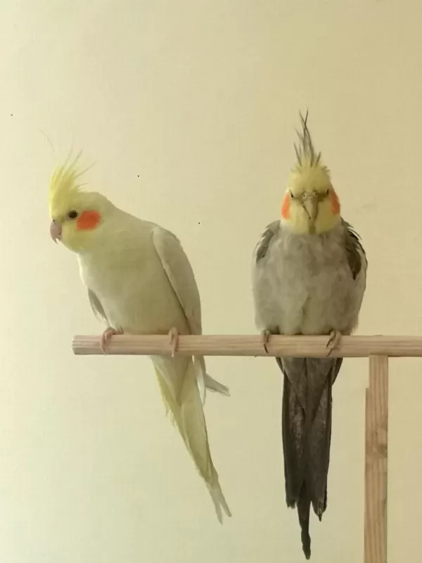 Çift Sultan Papağanlarımız