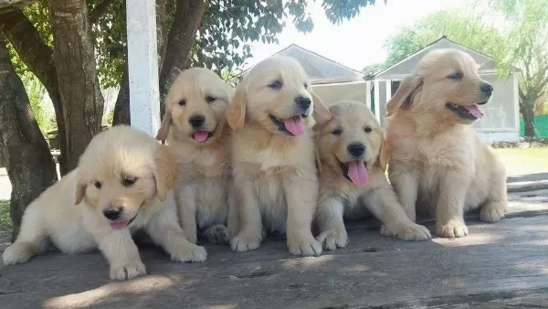 Golden Retriever Yavrulari