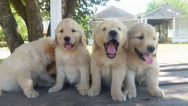 Golden Retriever Yavrulari