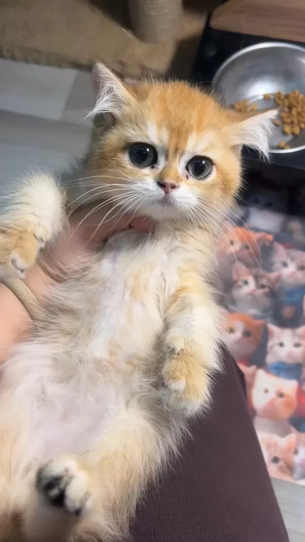 British Shorthair Golden Koca Göz Ny12