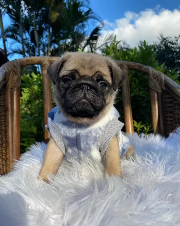 İrk Garantili Pug Yavrulari