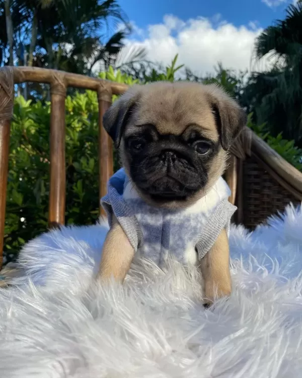 İrk Garantili Pug Yavrulari