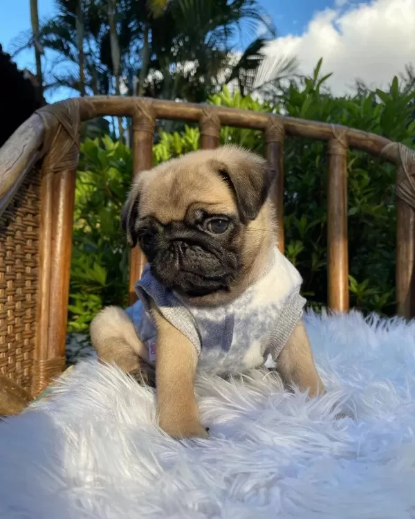 İrk Garantili Pug Yavrulari