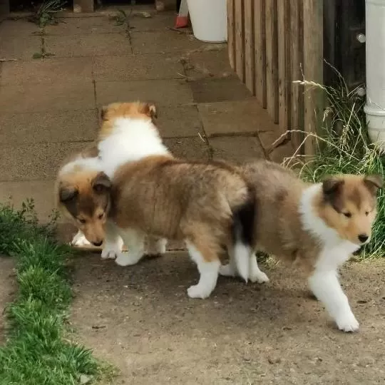 Rough Collie ( Lessie ) Yavrulari