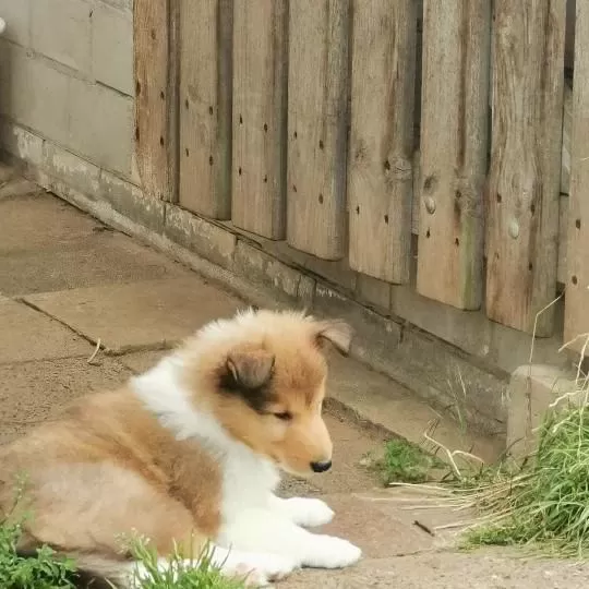 Rough Collie ( Lessie ) Yavrulari