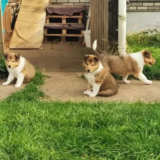 Rough Collie ( Lessie ) Yavrulari