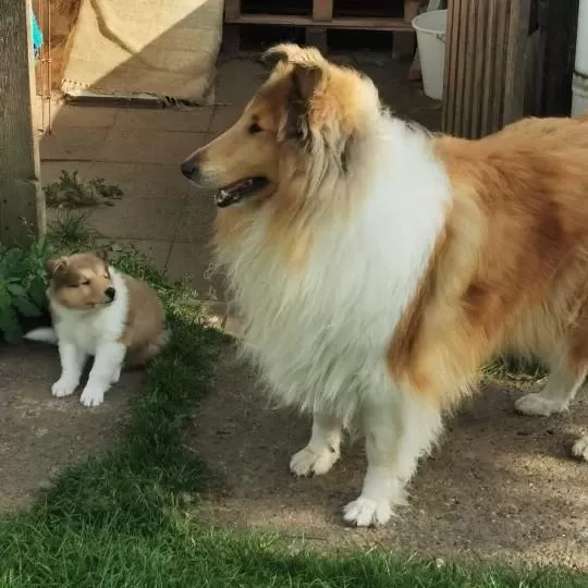 Rough Collie ( Lessie ) Yavrulari