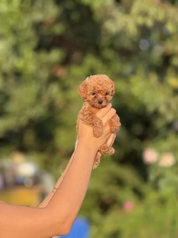 Harika Toy Poodle Bebekler