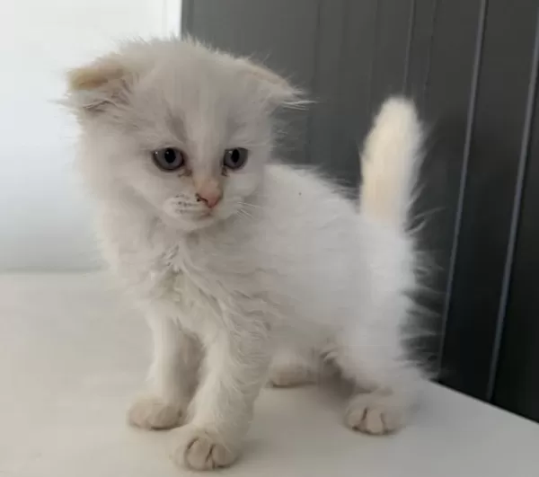 Scottish Fold Longhair Yavrular
