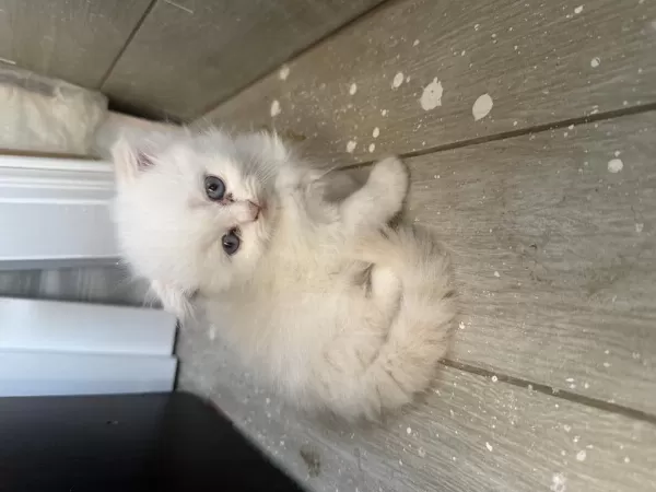 Scottish Fold Longhair Yavrular