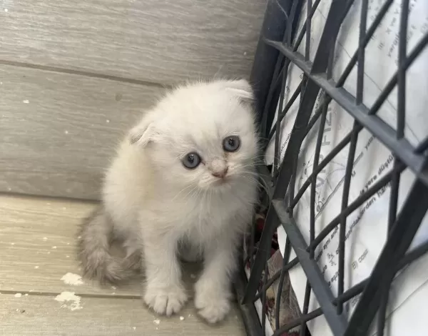 Scottish Fold Longhair Yavrular