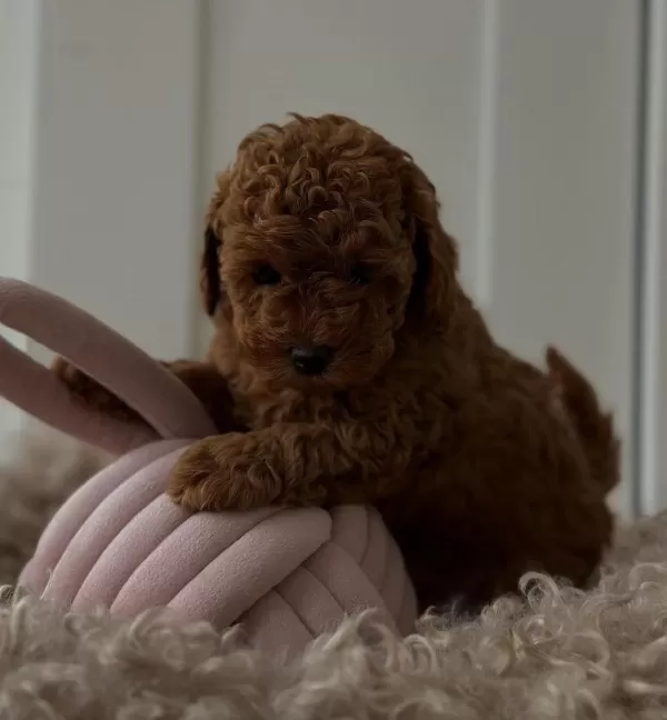 Kaliteli Toy Poodle Yavrulari
