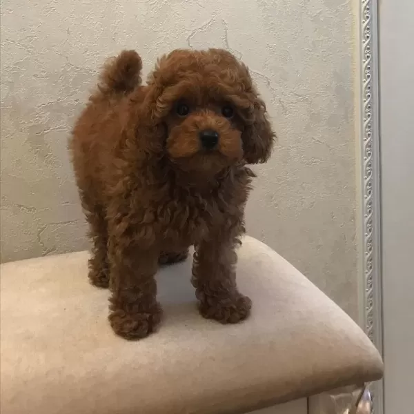 Kaliteli Toy Poodle Yavrulari