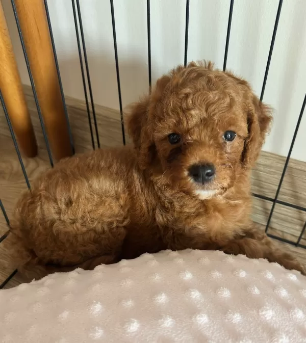 2 AYLIK ERKEK TOY POODLE