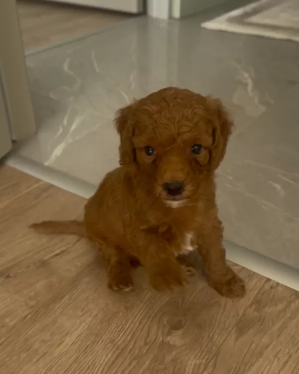 2 AYLIK ERKEK TOY POODLE