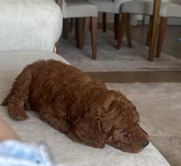 2 AYLIK ERKEK TOY POODLE