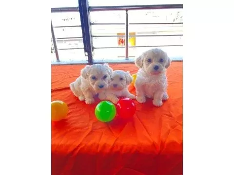 Minnak maltese bebeklerimiz