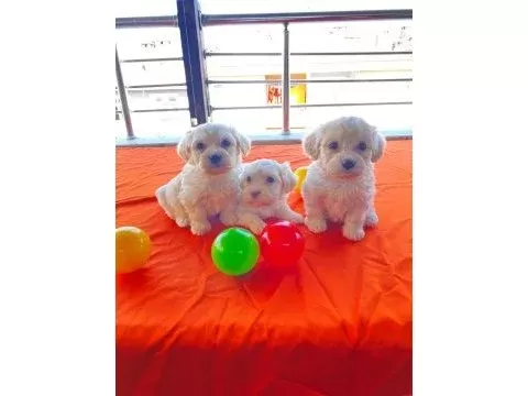 Minnak maltese bebeklerimiz