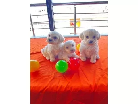 Minnak maltese bebeklerimiz