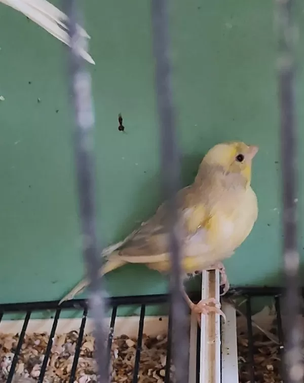 GÜZEL RENKLİ KULA SARI ERKEK YAVRU KANARYA!