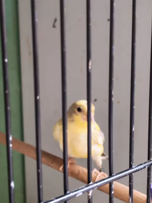 GÜZEL RENKLİ KULA SARI ERKEK YAVRU KANARYA!