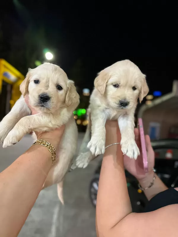 Baby face golden minnaklarım
