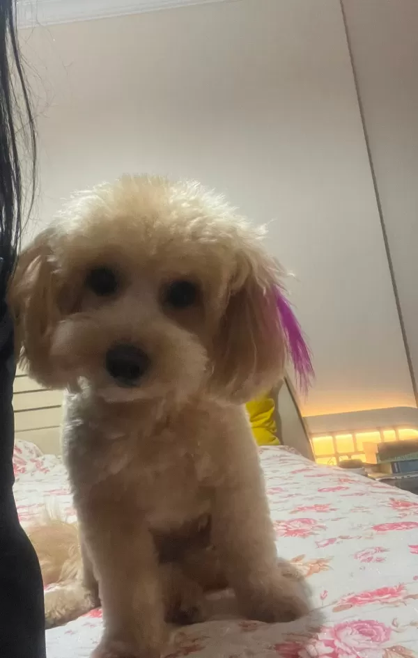 21 Aylık Dişi Maltipoo – Eğitimli, Sağlıklı, Tüm Eşyalarıyla Birlikte Sevgi dolu