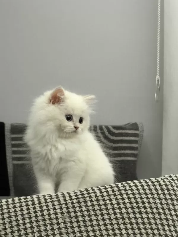10 Bin-  Safkan British Shorthair- Erkek- 2 Aylık