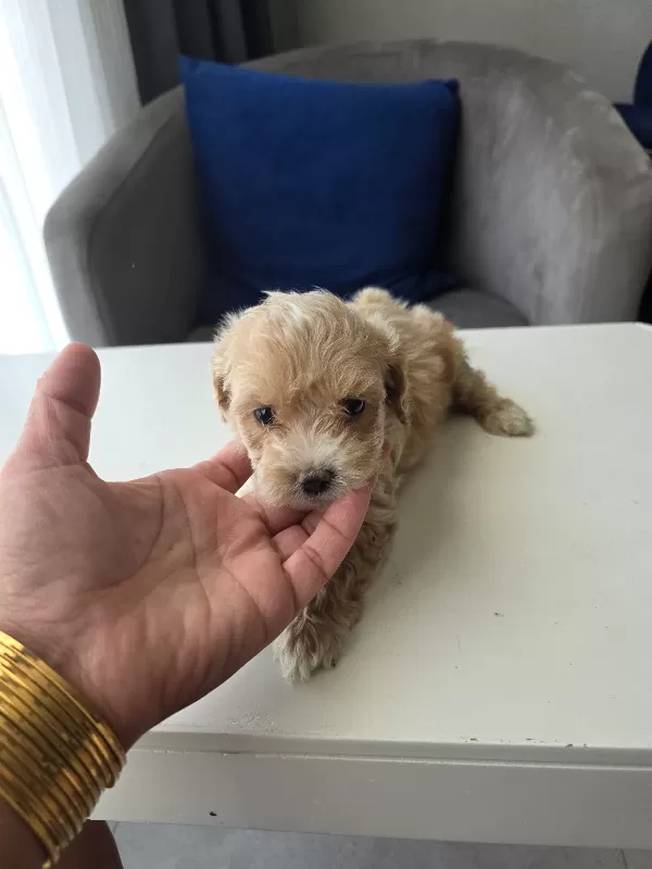 Tuvalet eğitimli minyatür minnaklarım