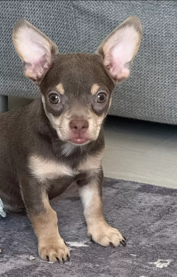 🐶 Sevgi Dolu 3 Aylık Dişi Chihuahua – Yeni Yuvasını Arıyor ❤️  3 aylık, dişi ve anne-babası safkan Chihuahua. Çok sevecen, oyuncu, neşeli ve hareketli. İnsanlarla vakit geçirmeyi çok seviyor. Çiş eğitimi var. Karma ve mantar aşıları yapıldı, iç-dış