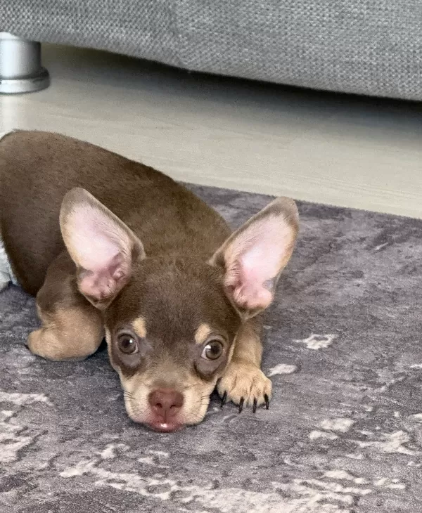 🐶 Sevgi Dolu 3 Aylık Dişi Chihuahua – Yeni Yuvasını Arıyor ❤️  3 aylık, dişi ve anne-babası safkan Chihuahua. Çok sevecen, oyuncu, neşeli ve hareketli. İnsanlarla vakit geçirmeyi çok seviyor. Çiş eğitimi var. Karma ve mantar aşıları yapıldı, iç-dış