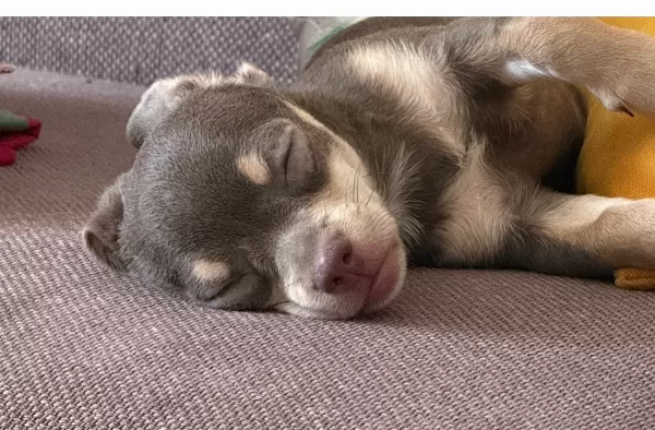 🐶 Sevgi Dolu 3 Aylık Dişi Chihuahua – Yeni Yuvasını Arıyor ❤️  3 aylık, dişi ve anne-babası safkan Chihuahua. Çok sevecen, oyuncu, neşeli ve hareketli. İnsanlarla vakit geçirmeyi çok seviyor. Çiş eğitimi var. Karma ve mantar aşıları yapıldı, iç-dış