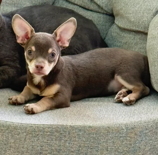 🐶 Sevgi Dolu 3 Aylık Dişi Chihuahua – Yeni Yuvasını Arıyor ❤️  3 aylık, dişi ve anne-babası safkan Chihuahua. Çok sevecen, oyuncu, neşeli ve hareketli. İnsanlarla vakit geçirmeyi çok seviyor. Çiş eğitimi var. Karma ve mantar aşıları yapıldı, iç-dış