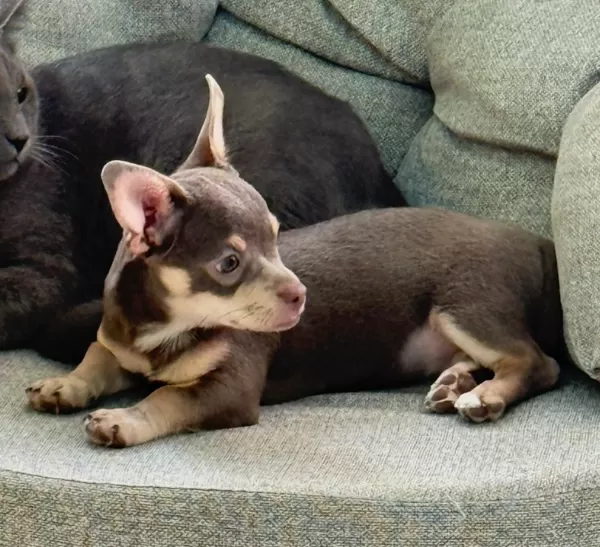 🐶 Sevgi Dolu 3 Aylık Dişi Chihuahua – Yeni Yuvasını Arıyor ❤️  3 aylık, dişi ve anne-babası safkan Chihuahua. Çok sevecen, oyuncu, neşeli ve hareketli. İnsanlarla vakit geçirmeyi çok seviyor. Çiş eğitimi var. Karma ve mantar aşıları yapıldı, iç-dış