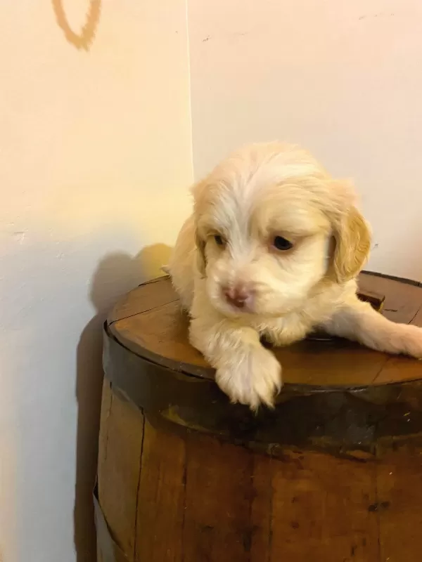 Maltipoo bebeklerimiz ev doğumu