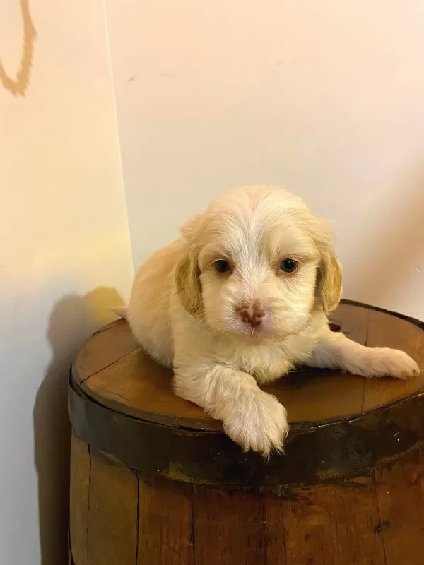 Maltipoo bebeklerimiz ev doğumu