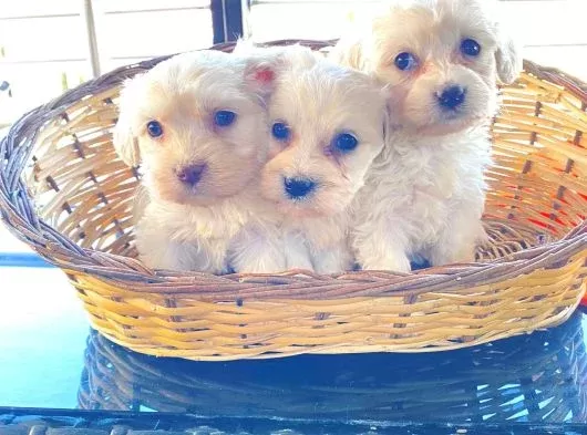 Maltipoo bebeklerimiz ev doğumu