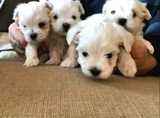 Topaç gibi maltese bebeklerimiz