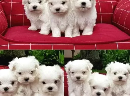 Topaç gibi maltese bebeklerimiz