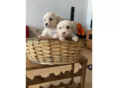 Maltese bebeklerimiz uygundur